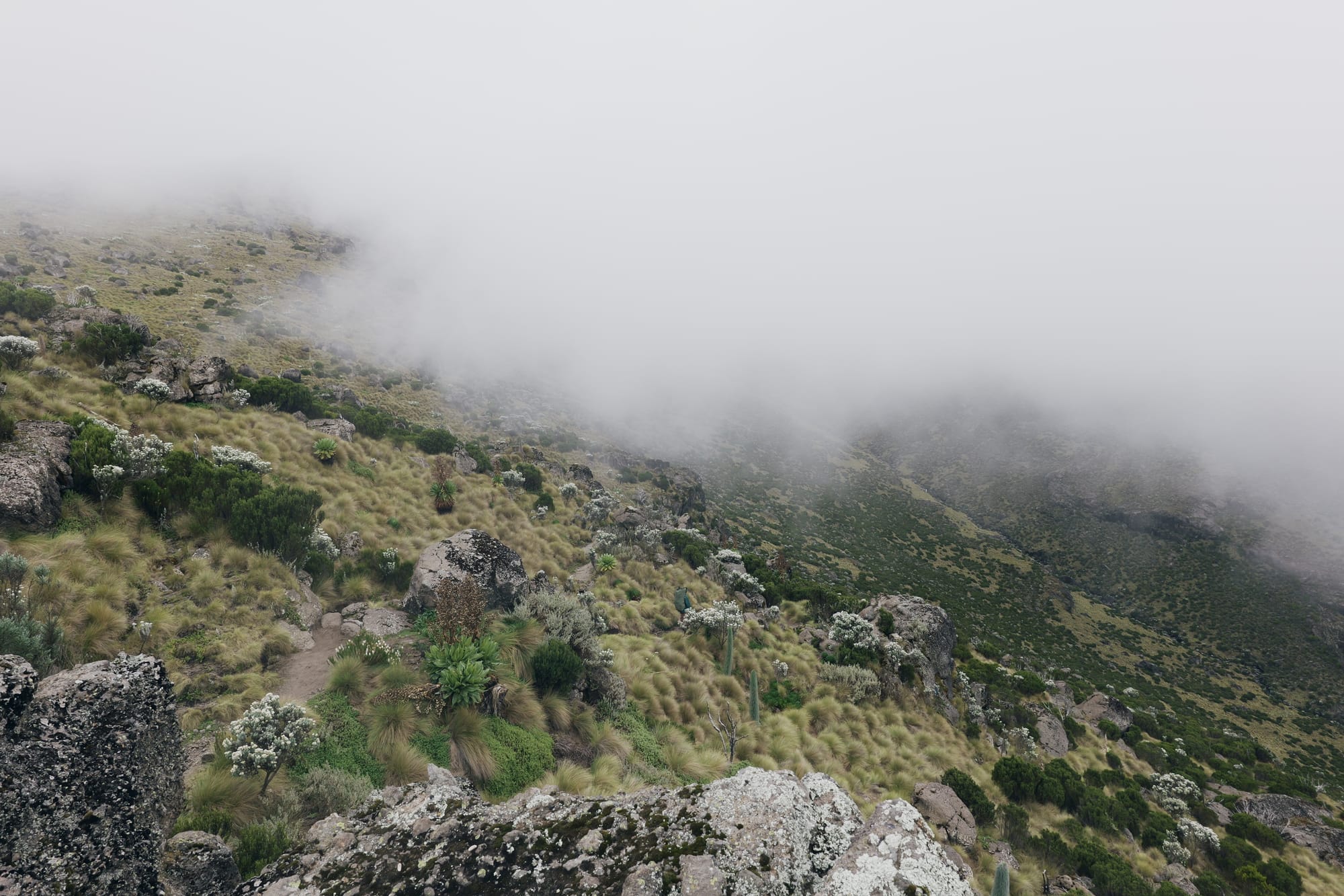 Giant groundsels and running water in the valley