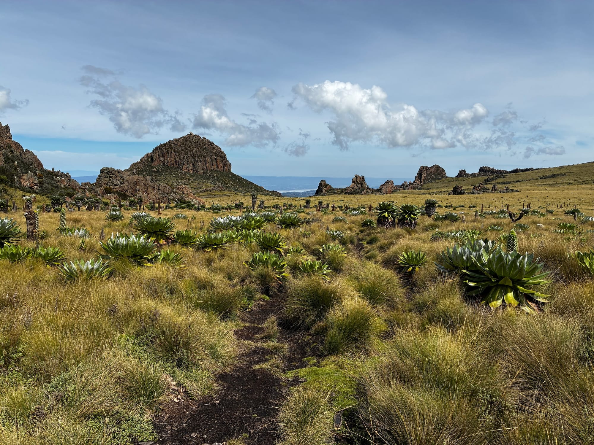 A narrow path winds through golden moorland grasses and tall rosette plants towards rocky outcrops.